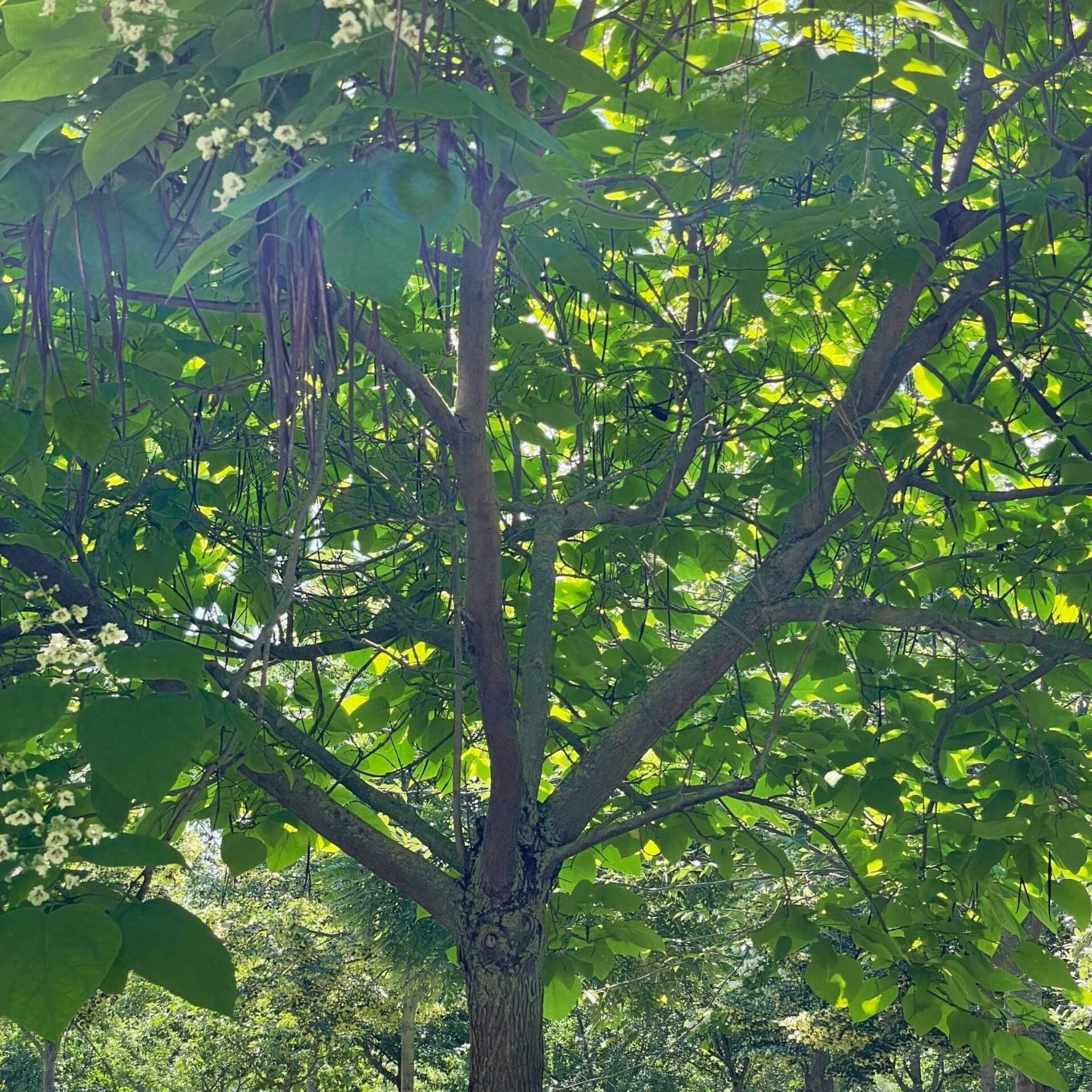 Trompetenbaum (Catalpa bignonioides)