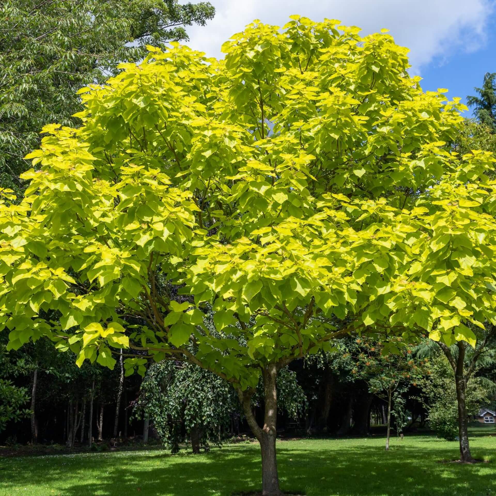 Gold-Trompetenbaum 'Aurea' (Catalpa bignonioides 'Aurea')