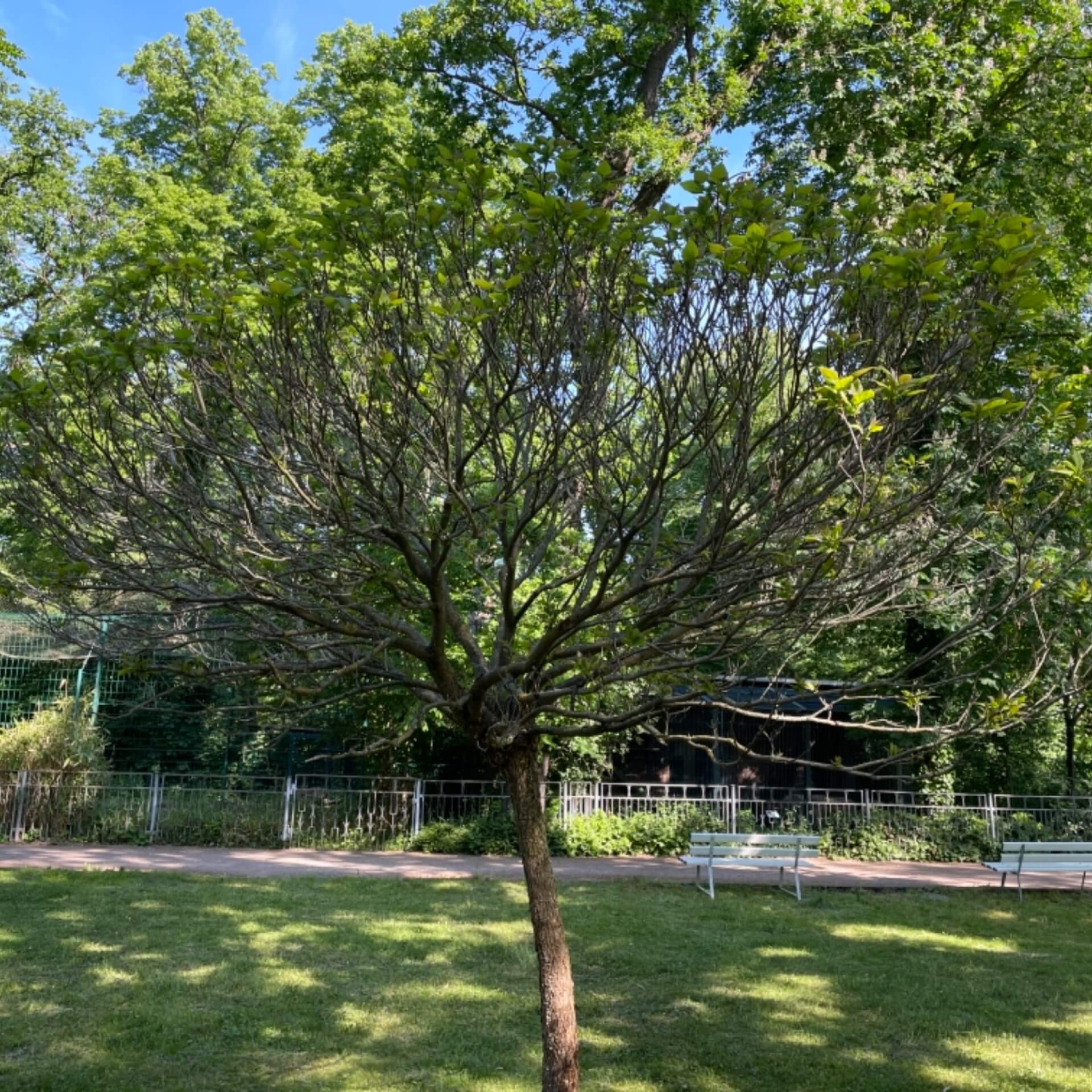 Kugel-Trompetenbaum 'Nana' (Catalpa bignonioides 'Nana')