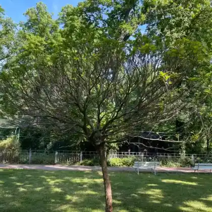 Foto von Kugel-Trompetenbaum 'Nana' (Catalpa bignonioides 'Nana')