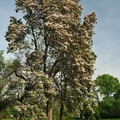 Foto von Bunges Trompetenbaum (Catalpa bungei)