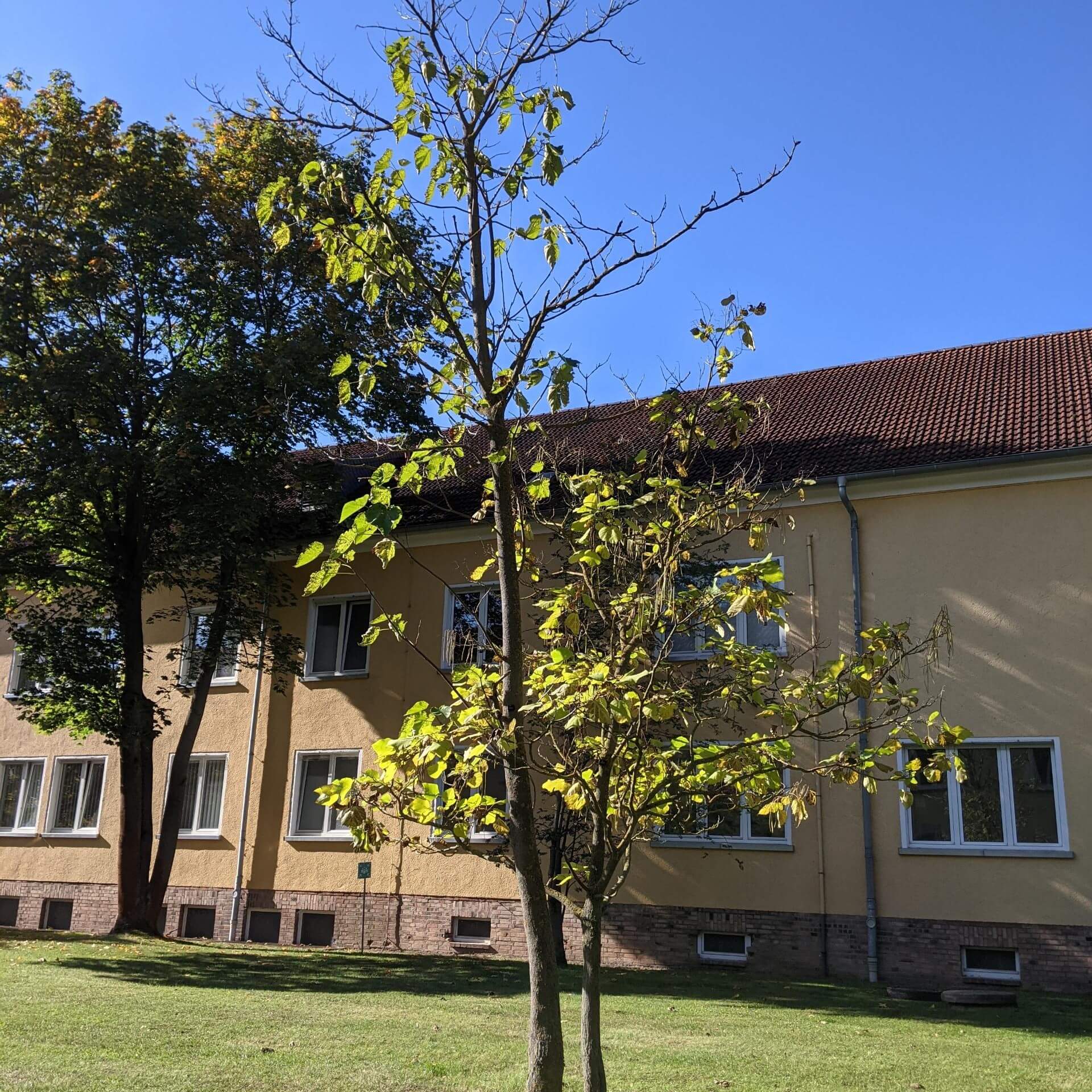 Gelber Trompetenbaum (Catalpa ovata)