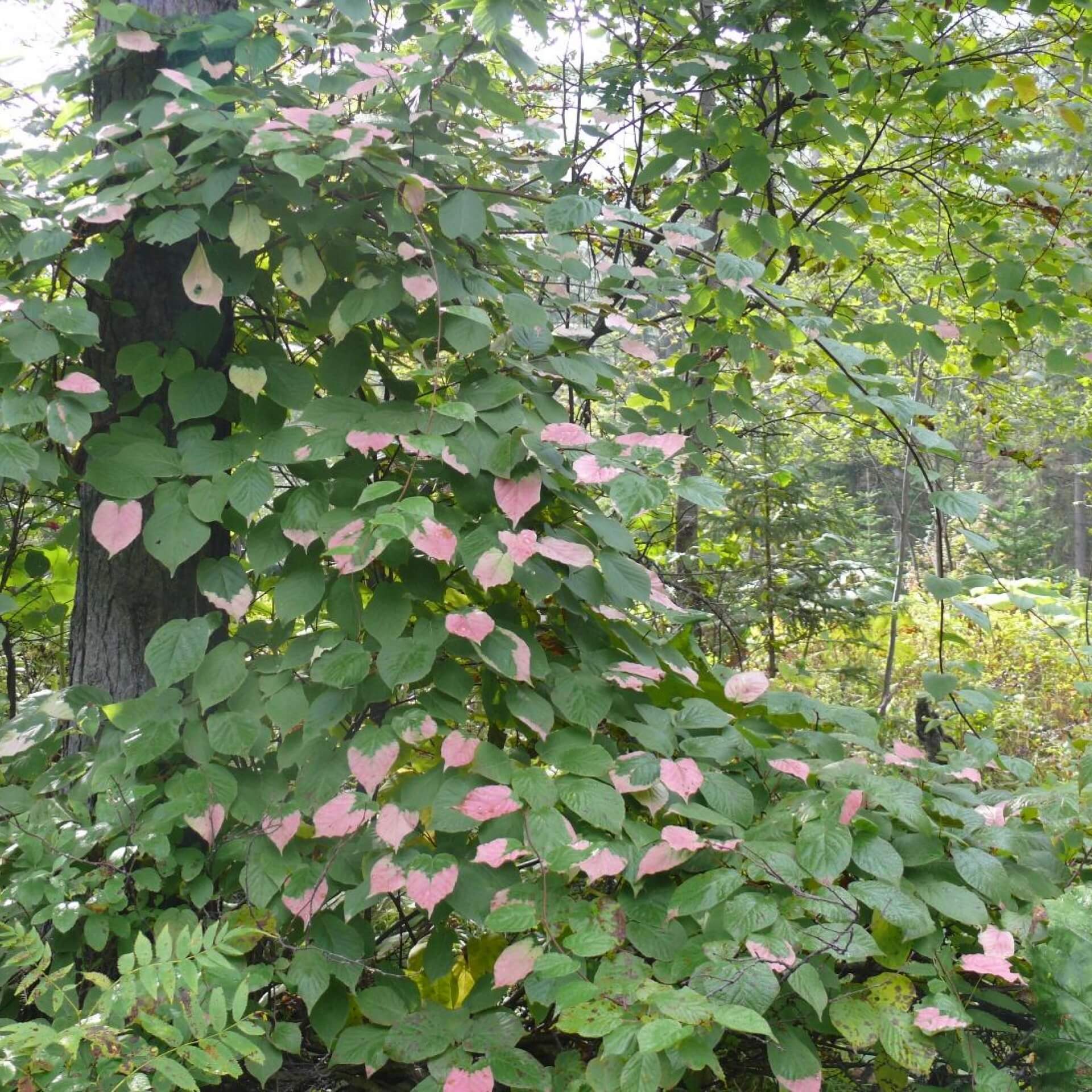 Bunter Strahlengriffel (Actinidia kolomikta)