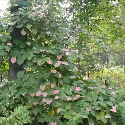 Foto von Bunter Strahlengriffel (Actinidia kolomikta)