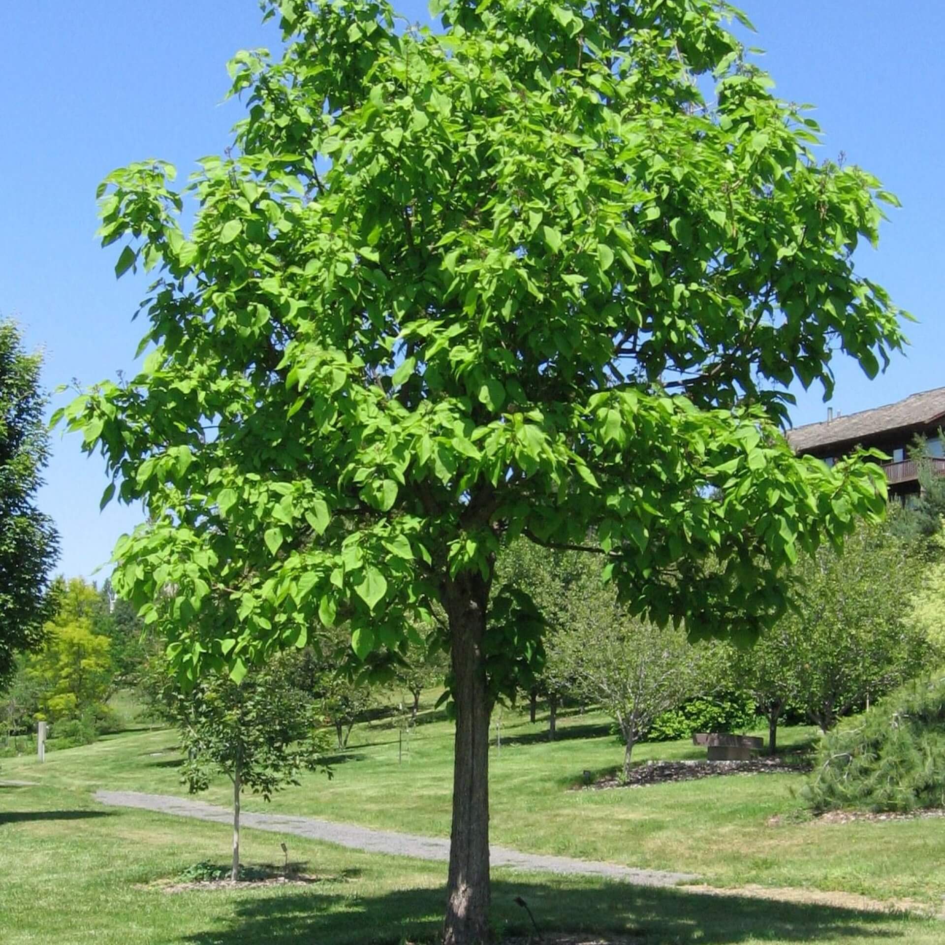 Prächtiger Trompetenbaum (Catalpa speciosa)