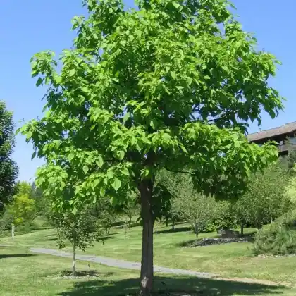 Foto von Prächtiger Trompetenbaum (Catalpa speciosa)