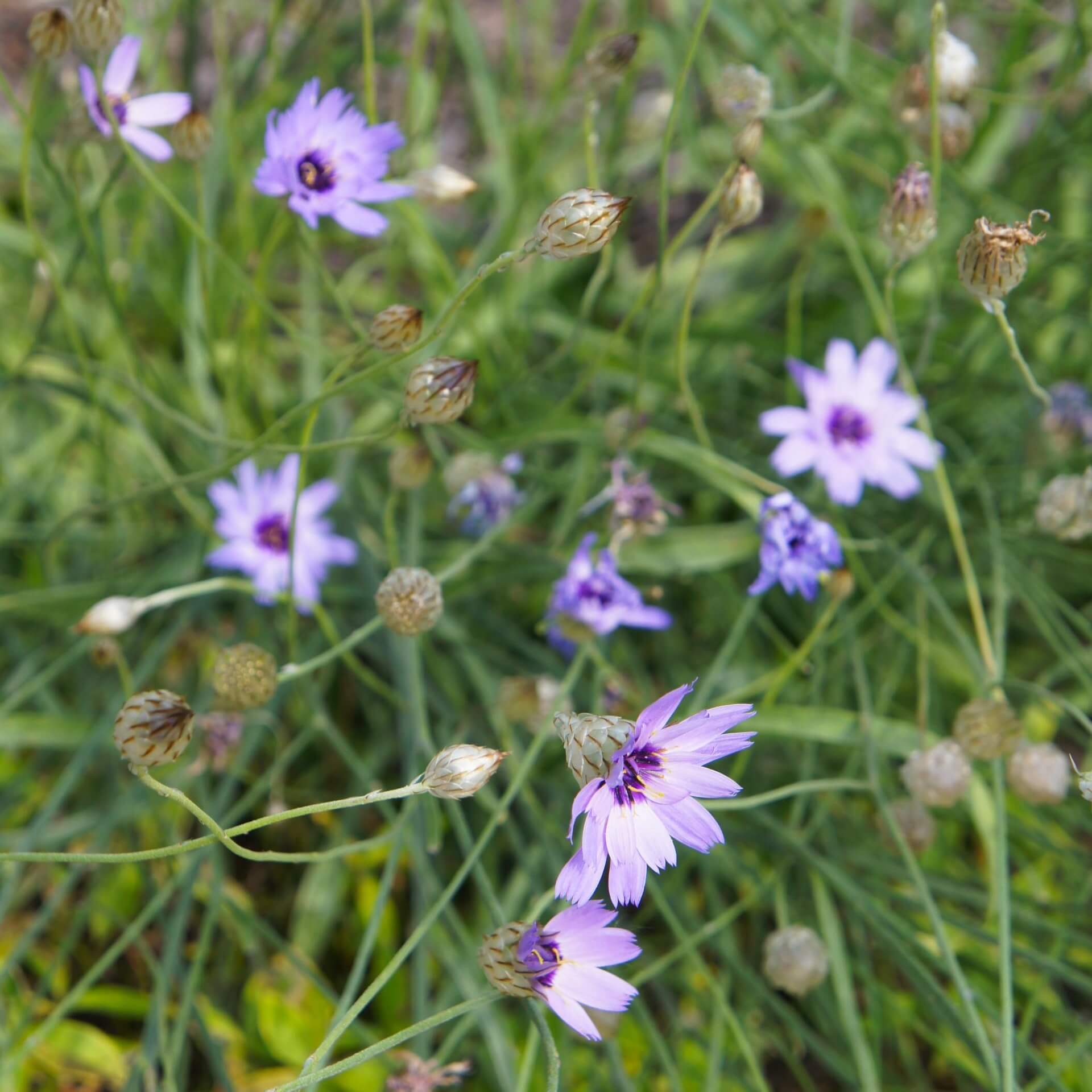 Blaublühende Rasselblume (Catananche caerulea)