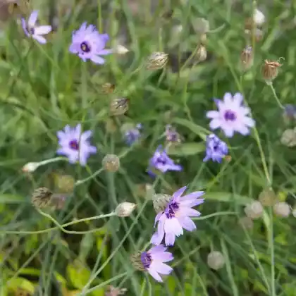 Foto von Blaublühende Rasselblume (Catananche caerulea)