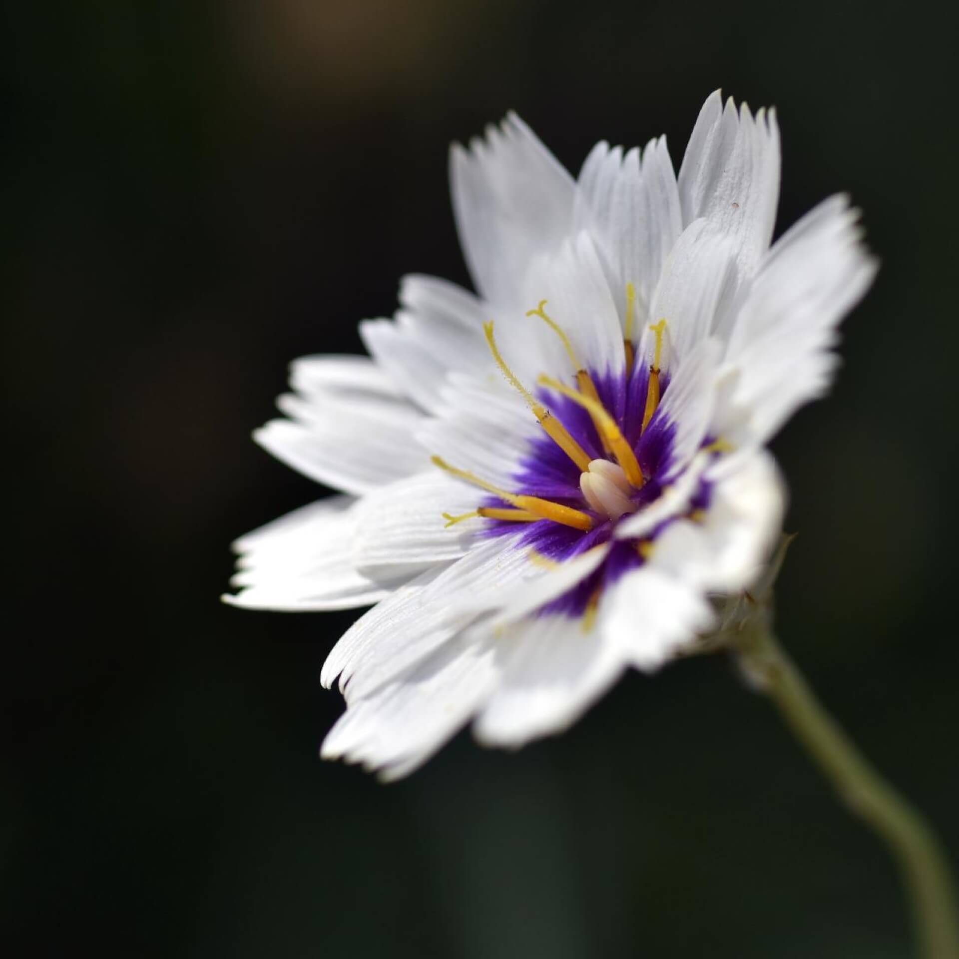 Rasselblume 'Alba' (Catananche caerulea 'Alba')