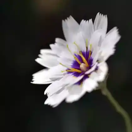 Foto von Rasselblume 'Alba' (Catananche caerulea 'Alba')