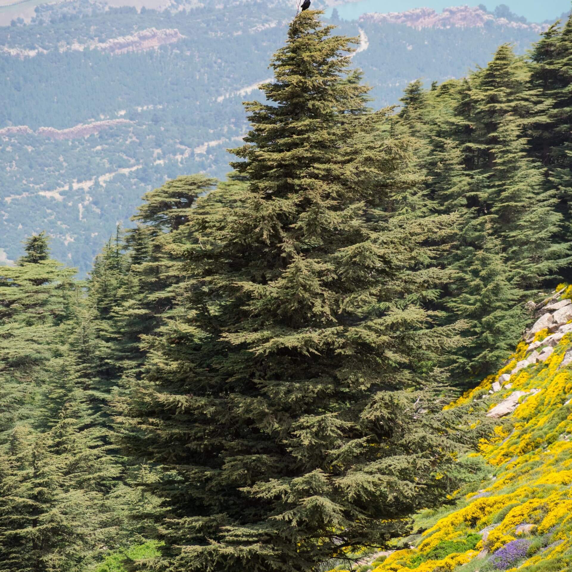 Atlas-Zeder (Cedrus atlantica)