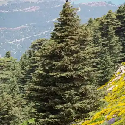 Foto von Atlas-Zeder (Cedrus atlantica)