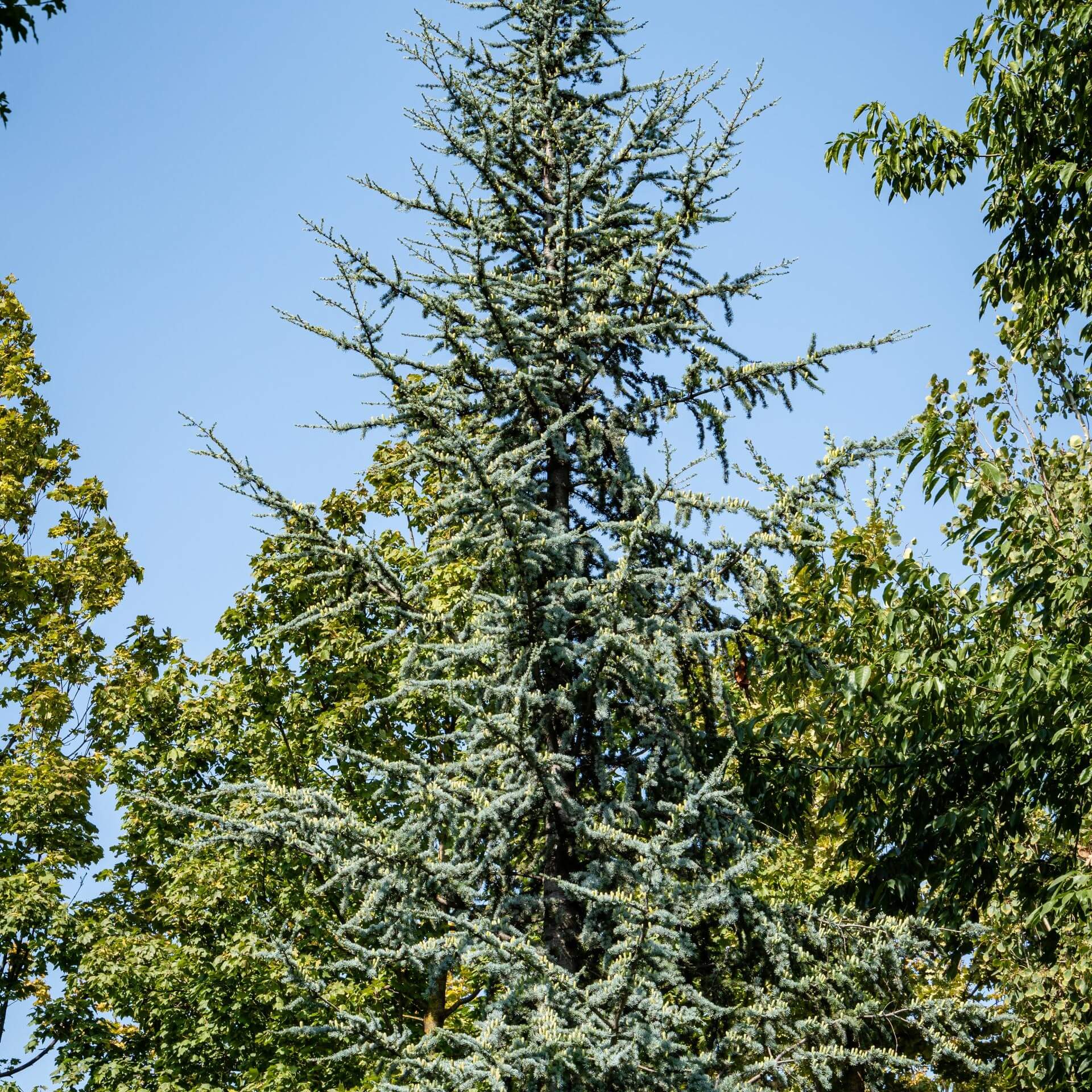 Blaue Atlas-Zeder (Cedrus atlantica 'Glauca')