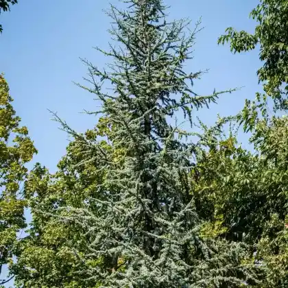 Foto von Blaue Atlas-Zeder (Cedrus atlantica 'Glauca')