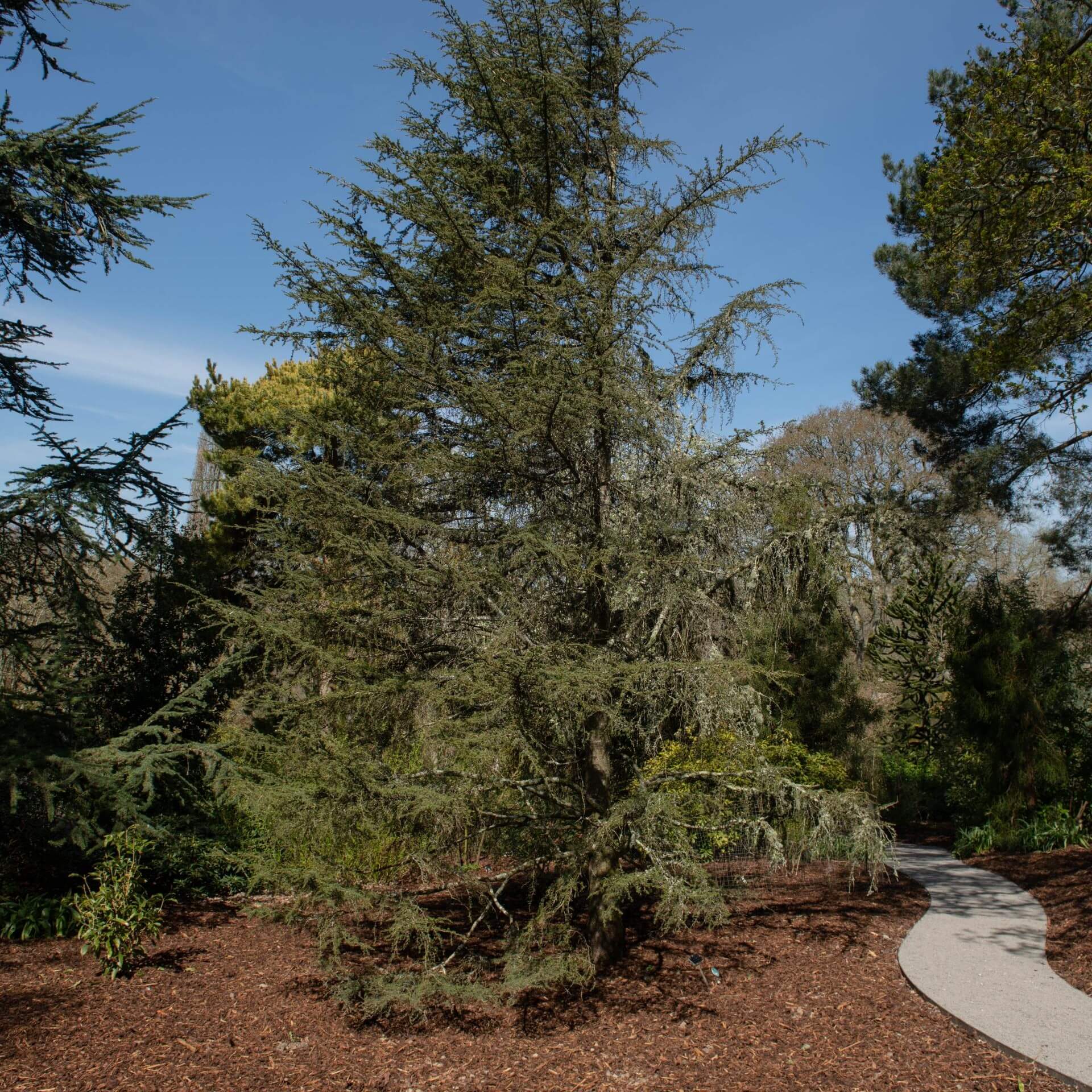 Zypern-Zeder (Cedrus brevifolia)