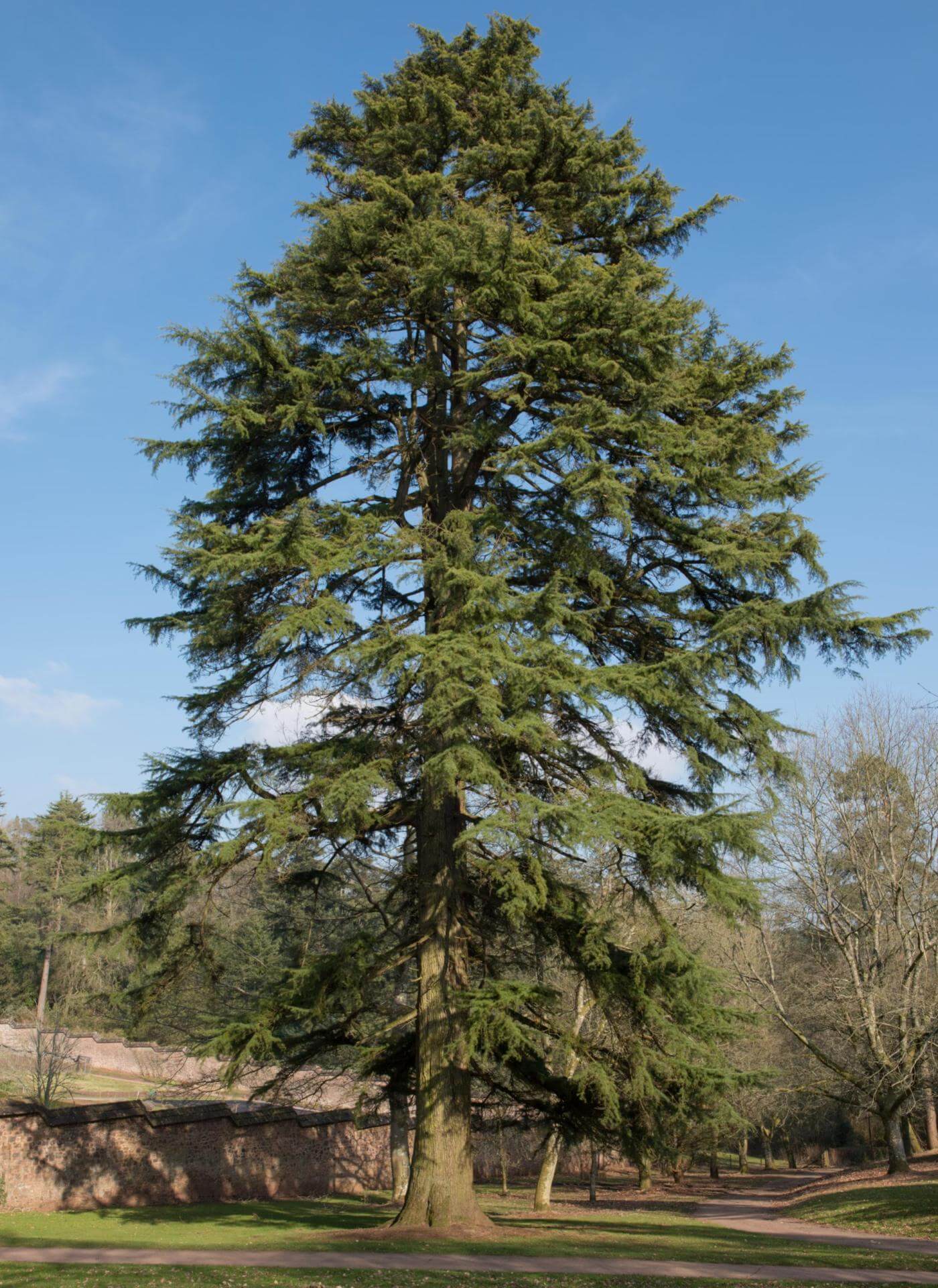 HimalajaZeder / Cedrus deodara