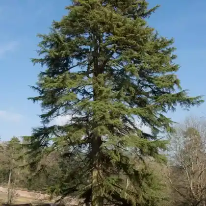 Foto von Himalaja-Zeder (Cedrus deodara)