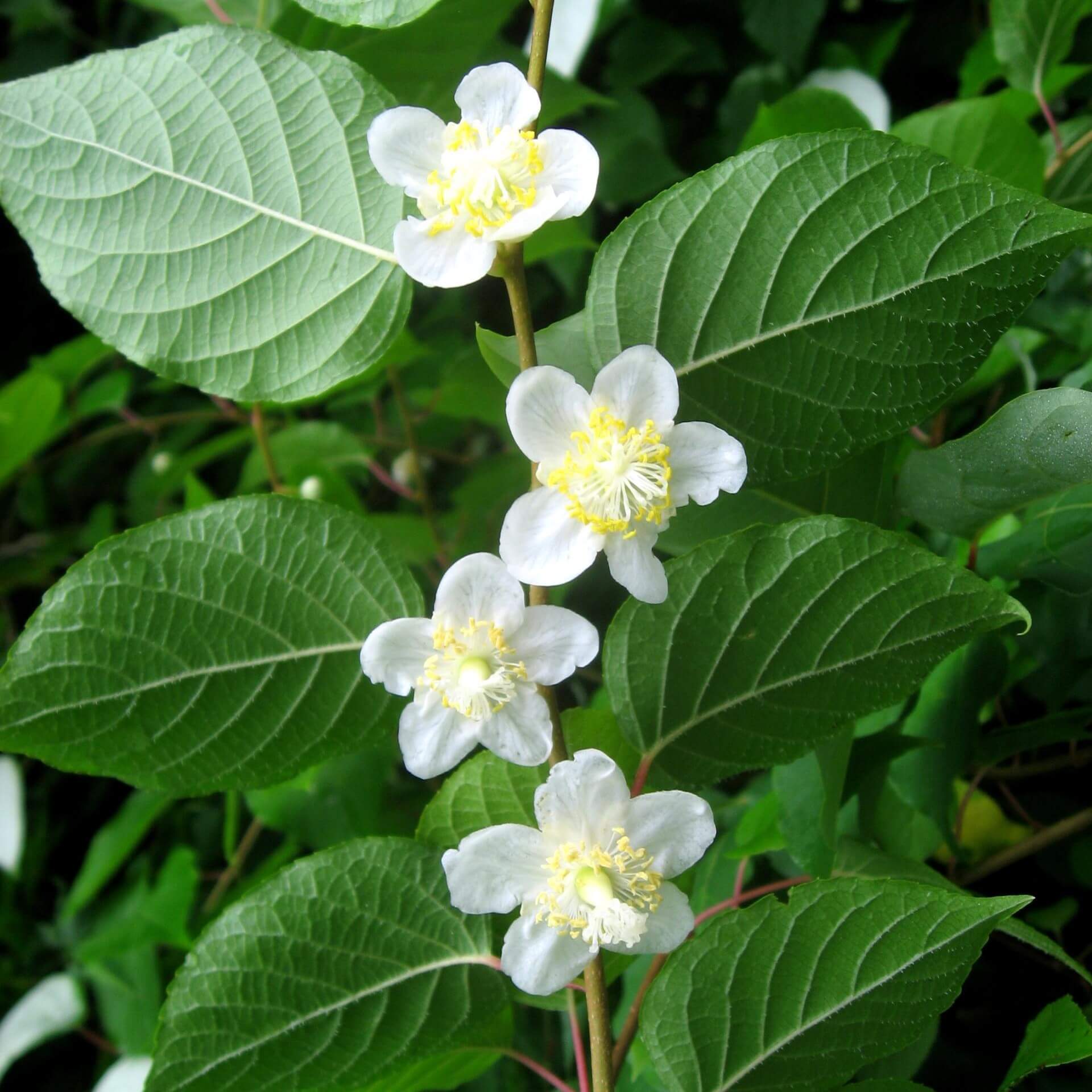 Japanischer Strahlengriffel (Actinidia polygama)