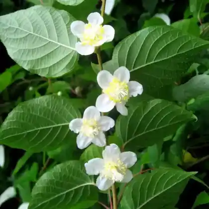 Foto von Japanischer Strahlengriffel (Actinidia polygama)