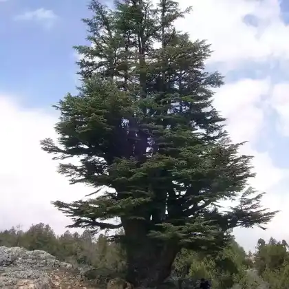 Foto von Libanon Zeder (Cedrus libani)