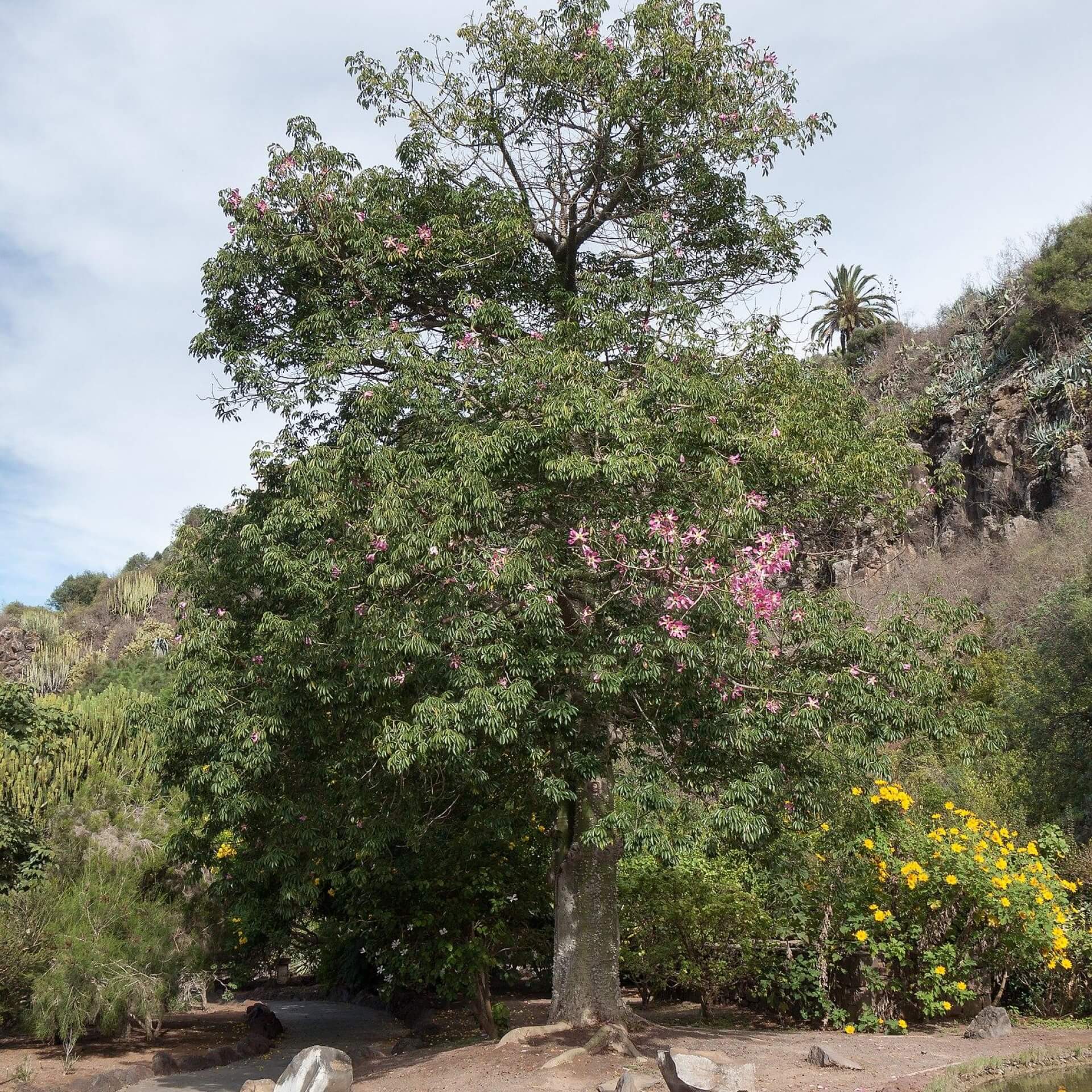 Florettseidenbaum (Ceiba speciosa)