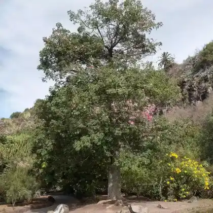 Foto von Florettseidenbaum (Ceiba speciosa)