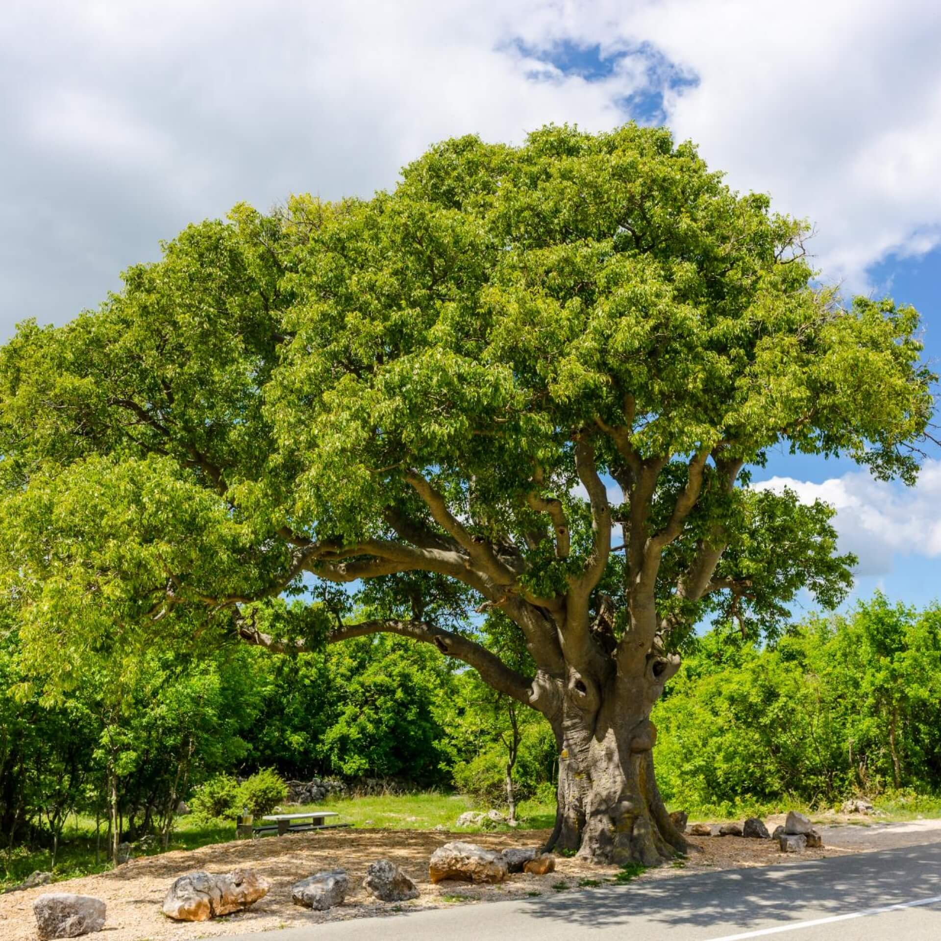 Südlicher Zürgelbaum (Celtis australis)