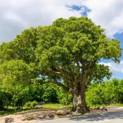 Foto von Südlicher Zürgelbaum (Celtis australis)