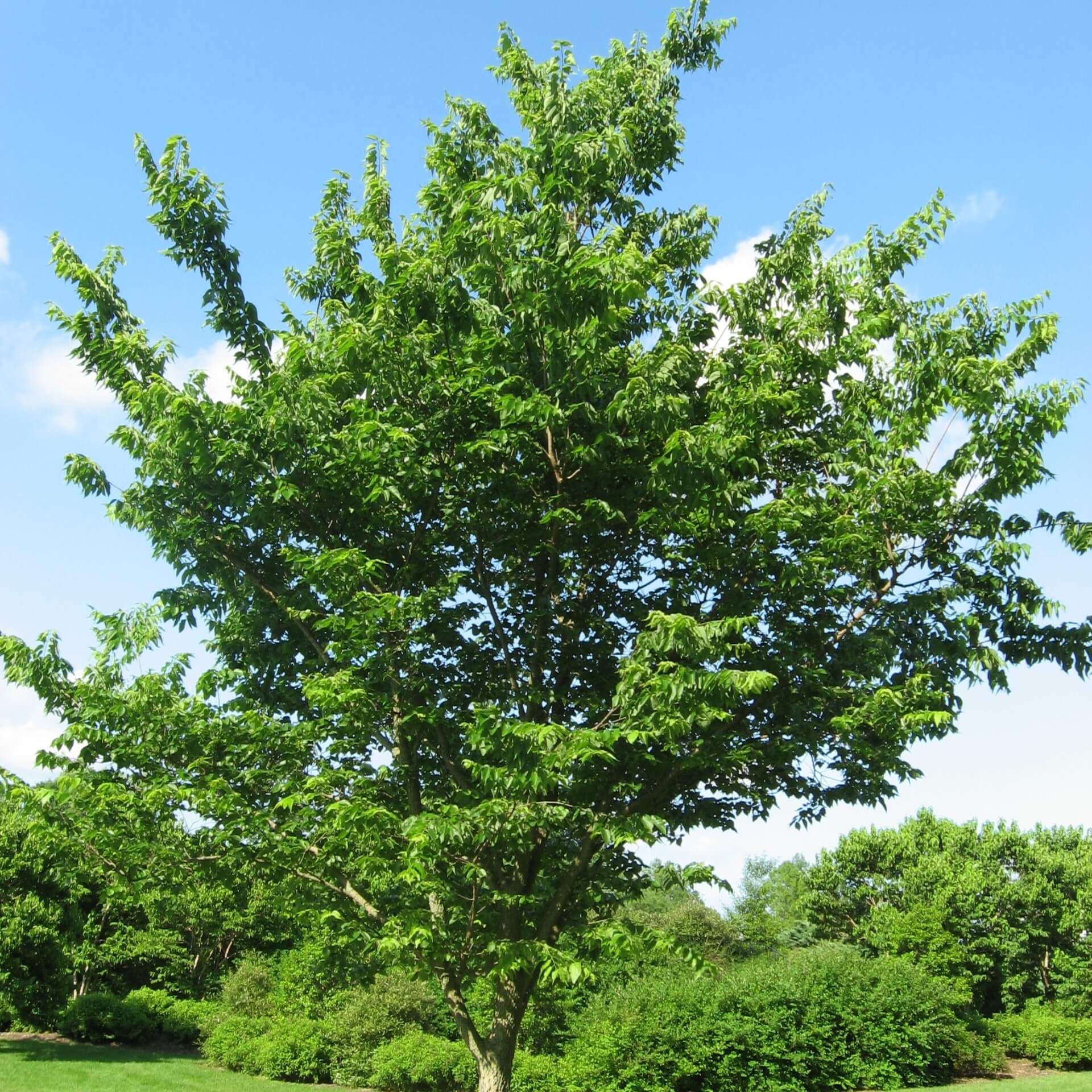 Westlicher Zürgelbaum (Celtis occidentalis)