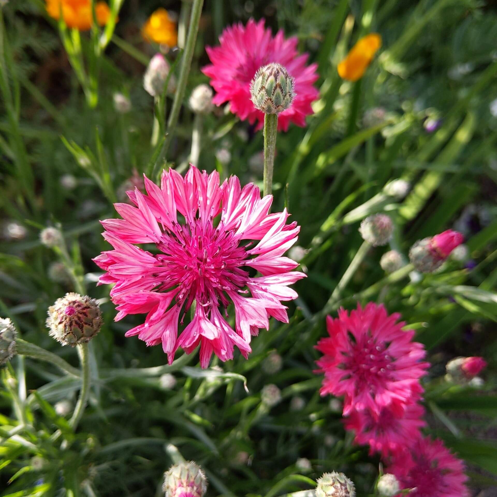 Rote Flockenblume (Centaurea atropurpurea)