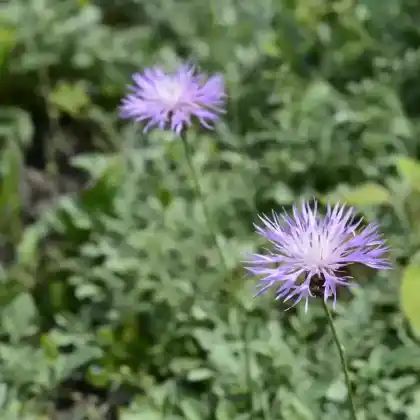 Foto von Zierliche Silber-Flockenblume (Centaurea bella)