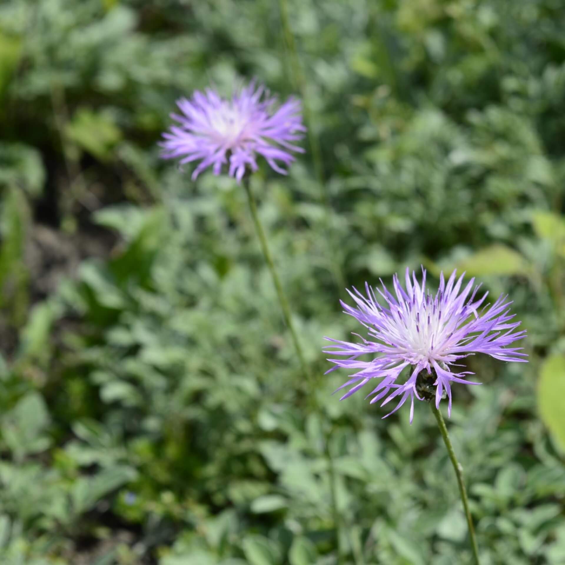 Zwerg-Flockenblume (Centaurea bella)