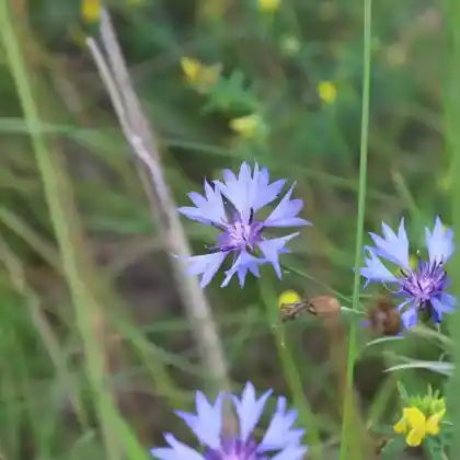 Foto von Kornblume (Centaurea cyanus)