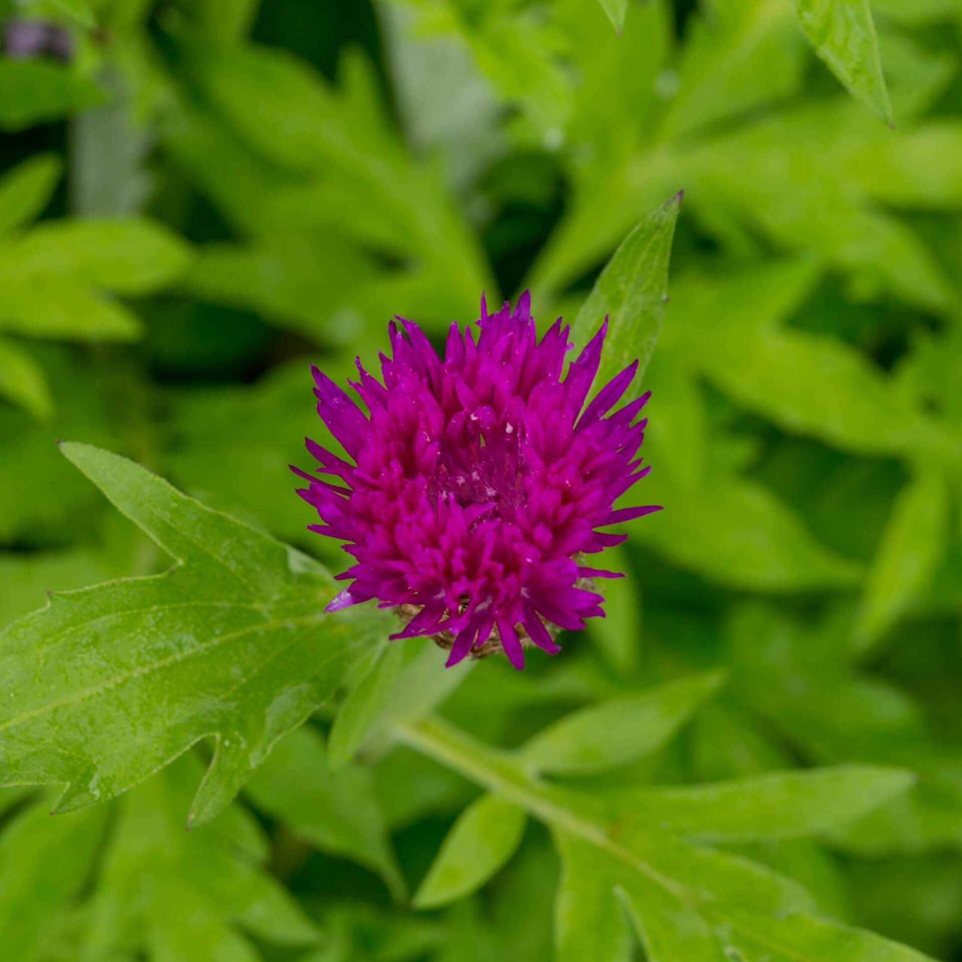 Zweifarbige Flockenblume 'Steenbergii' (Centaurea dealbata 'Steenbergii')