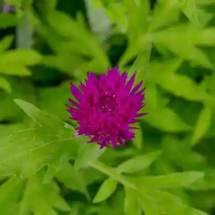 Foto von Zweifarbige Flockenblume 'Steenbergii' (Centaurea dealbata 'Steenbergii')