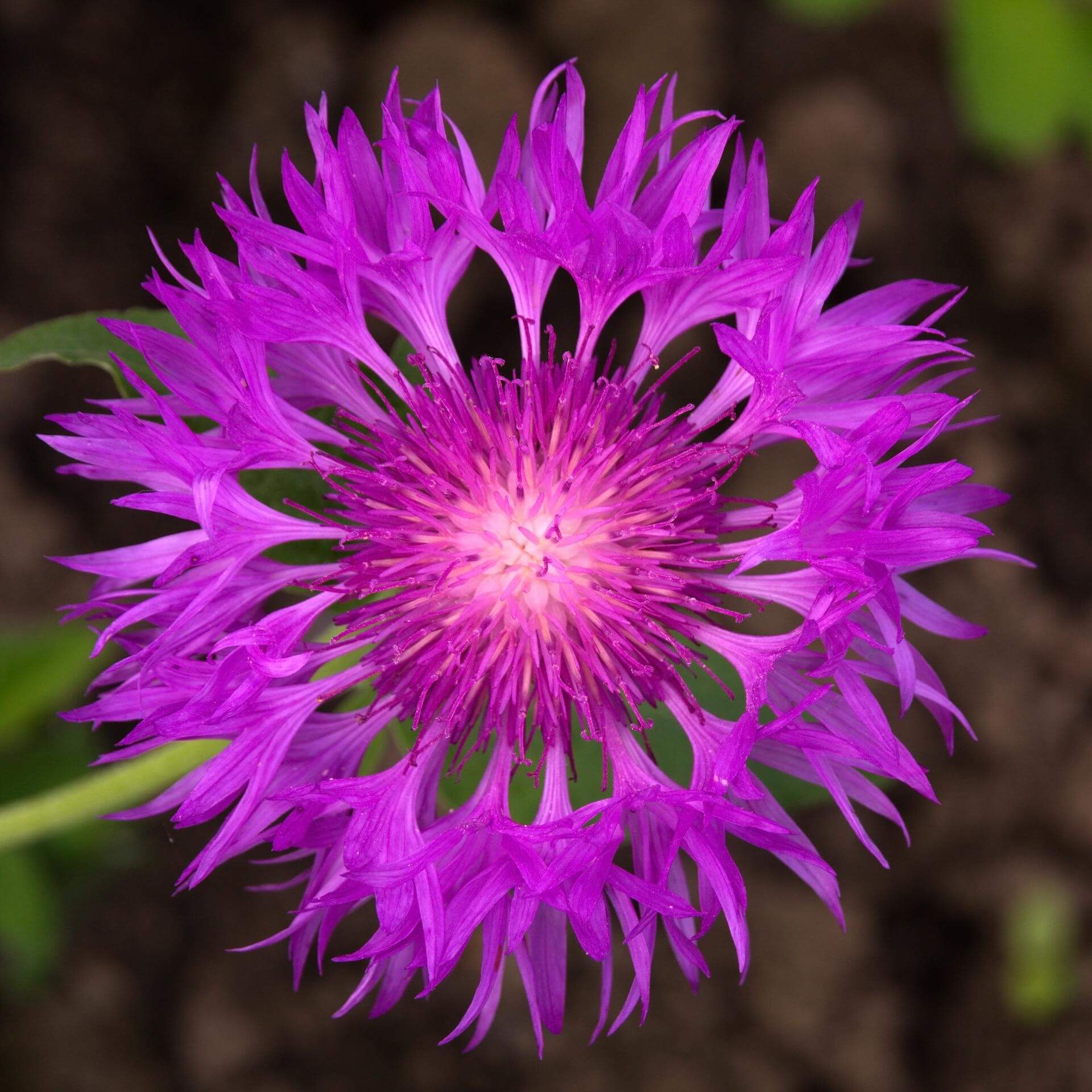 Grünweiße Flockenblume 'John Coutts' (Centaurea hypoleuca 'John Coutts')