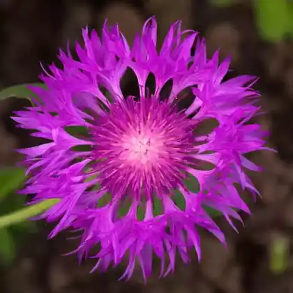 Foto von Grünweiße Flockenblume 'John Coutts' (Centaurea hypoleuca 'John Coutts')