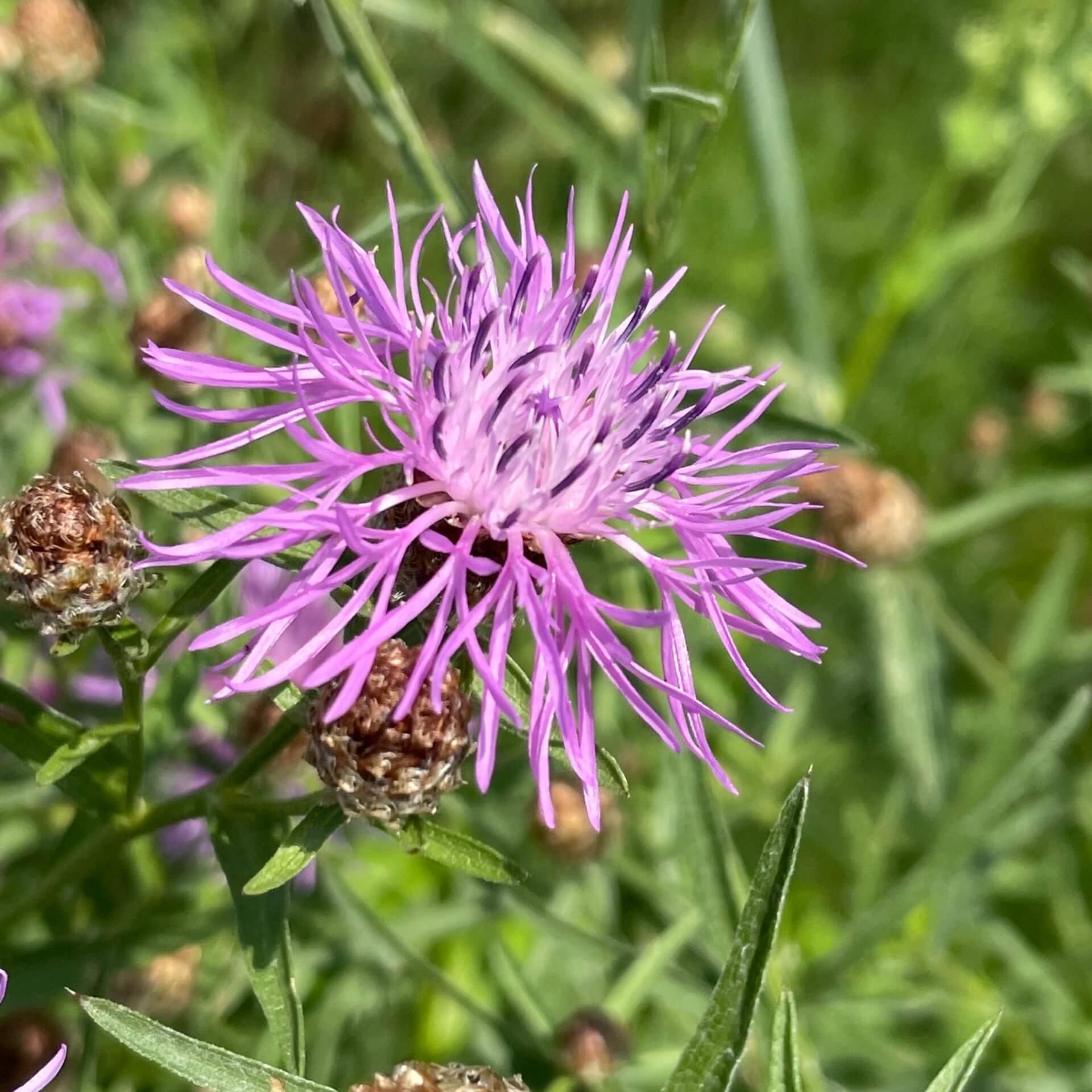 Wiesen-Flockenblume (Centaurea jacea)