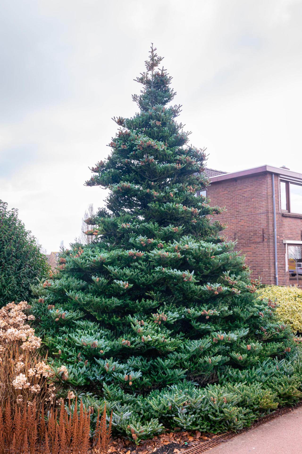 KoreaTanne / Abies koreana