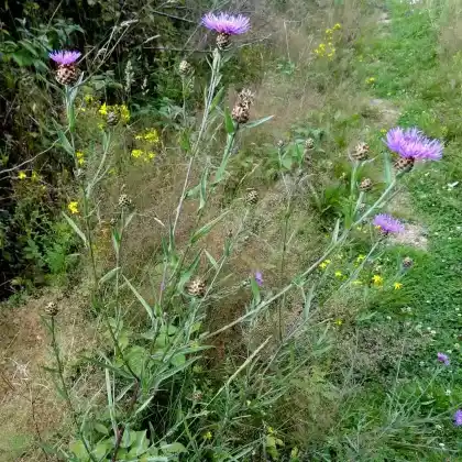 Foto von Gewöhnliche Wiesen-Flockenblume (Centaurea jacea ssp.jacea)