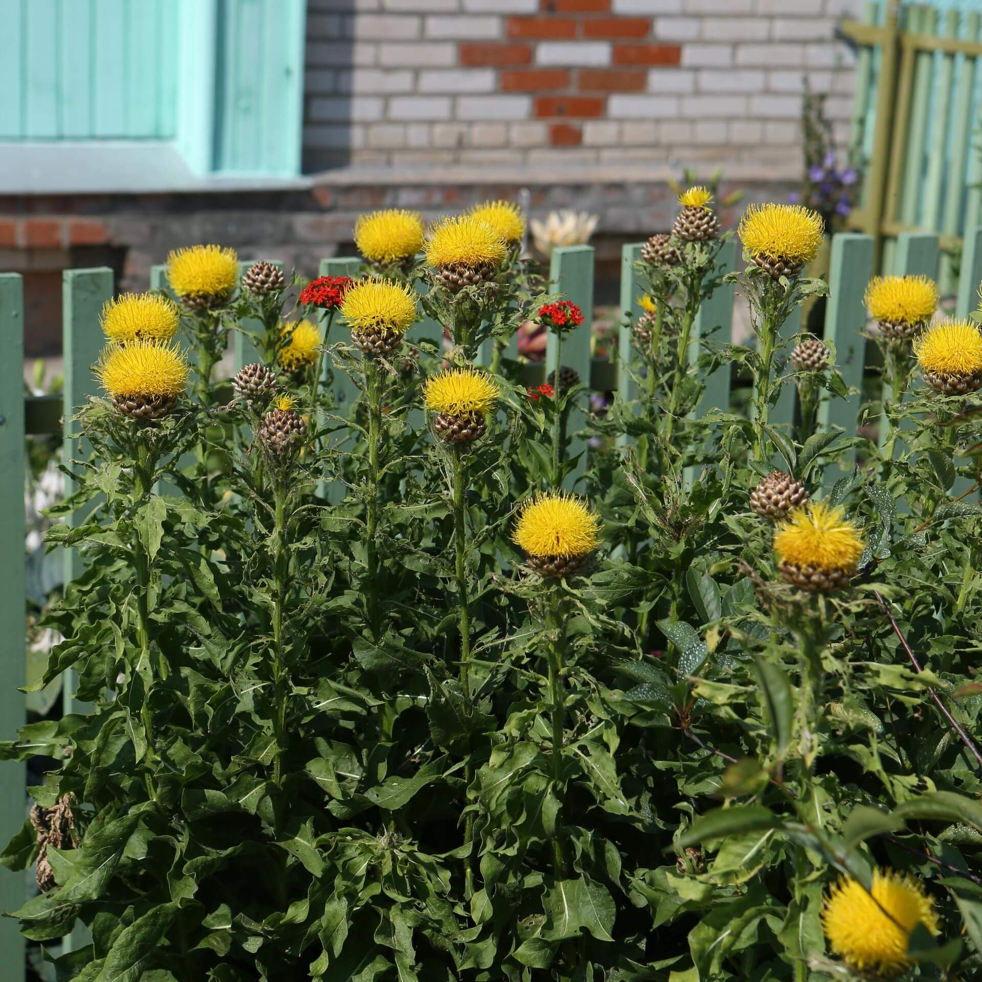 Großköpfige Flockenblume (Centaurea macrocephala)