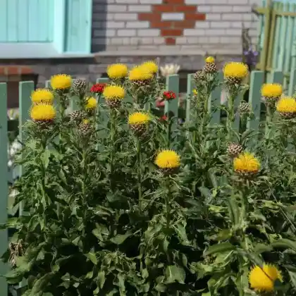 Foto von Großköpfige Flockenblume (Centaurea macrocephala)