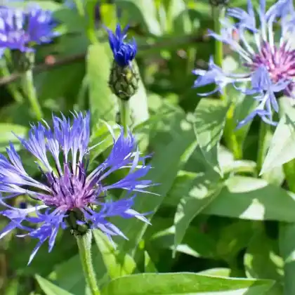 Foto von Berg-Flockenblume (Centaurea montana)