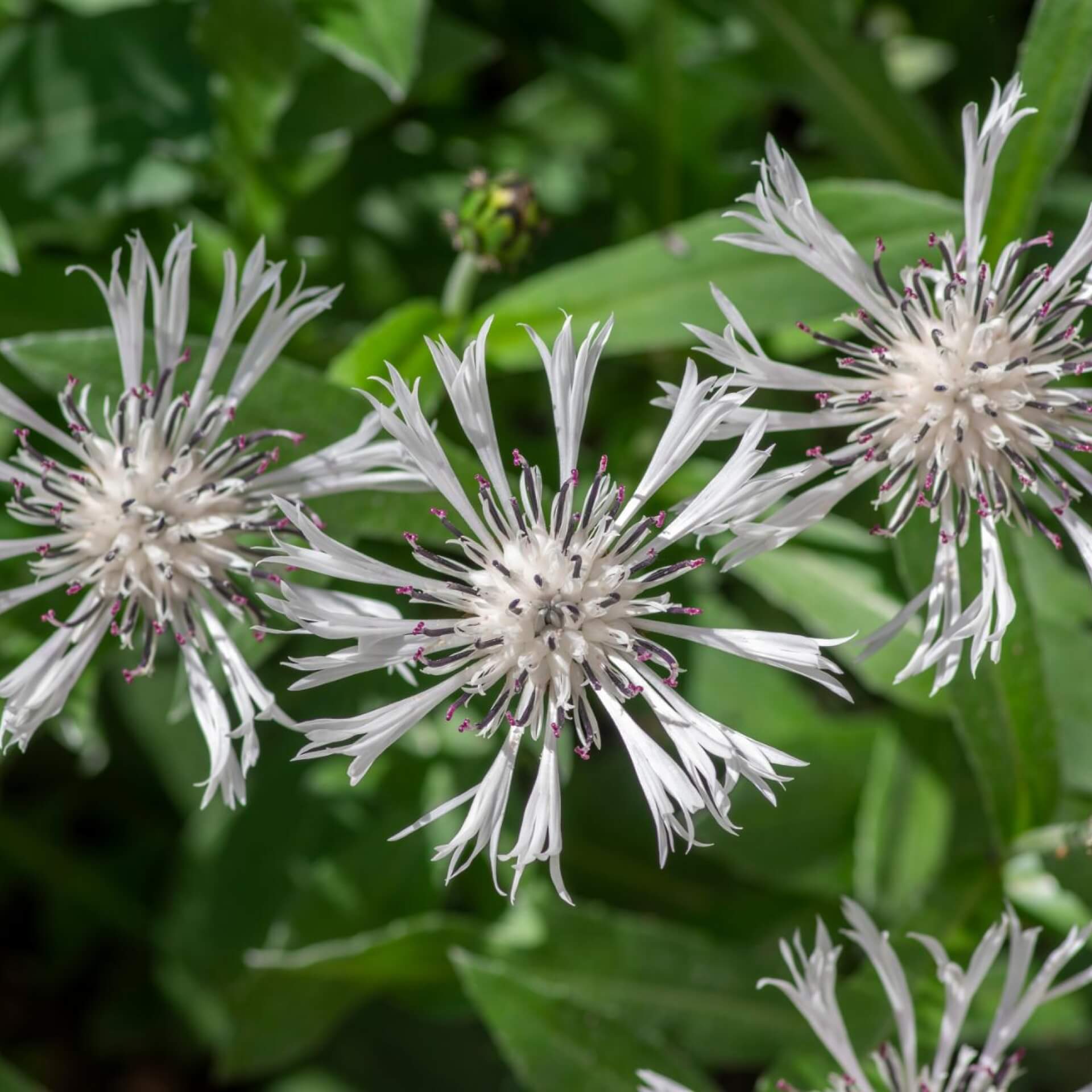 Berg-Flockenblume 'Alba' (Centaurea montana 'Alba')