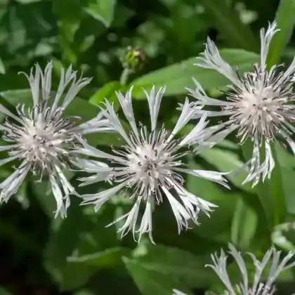 Foto von Berg-Flockenblume 'Alba' (Centaurea montana 'Alba')