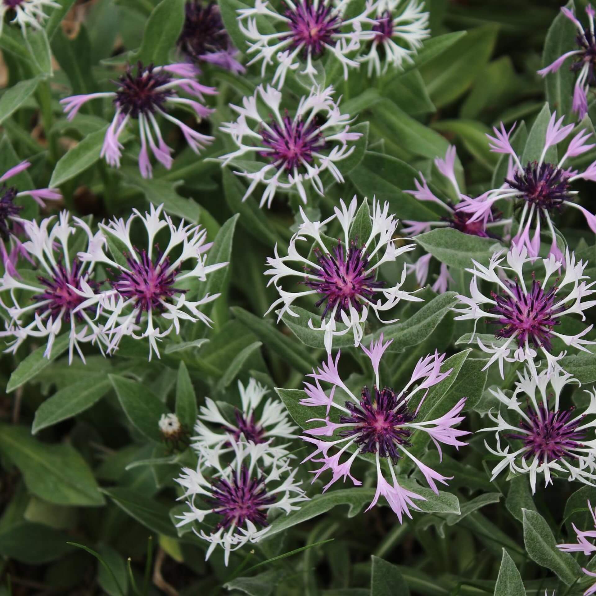 Berg-Flockenblume 'Amethyst in Snow' (Centaurea montana 'Amethyst in Snow')