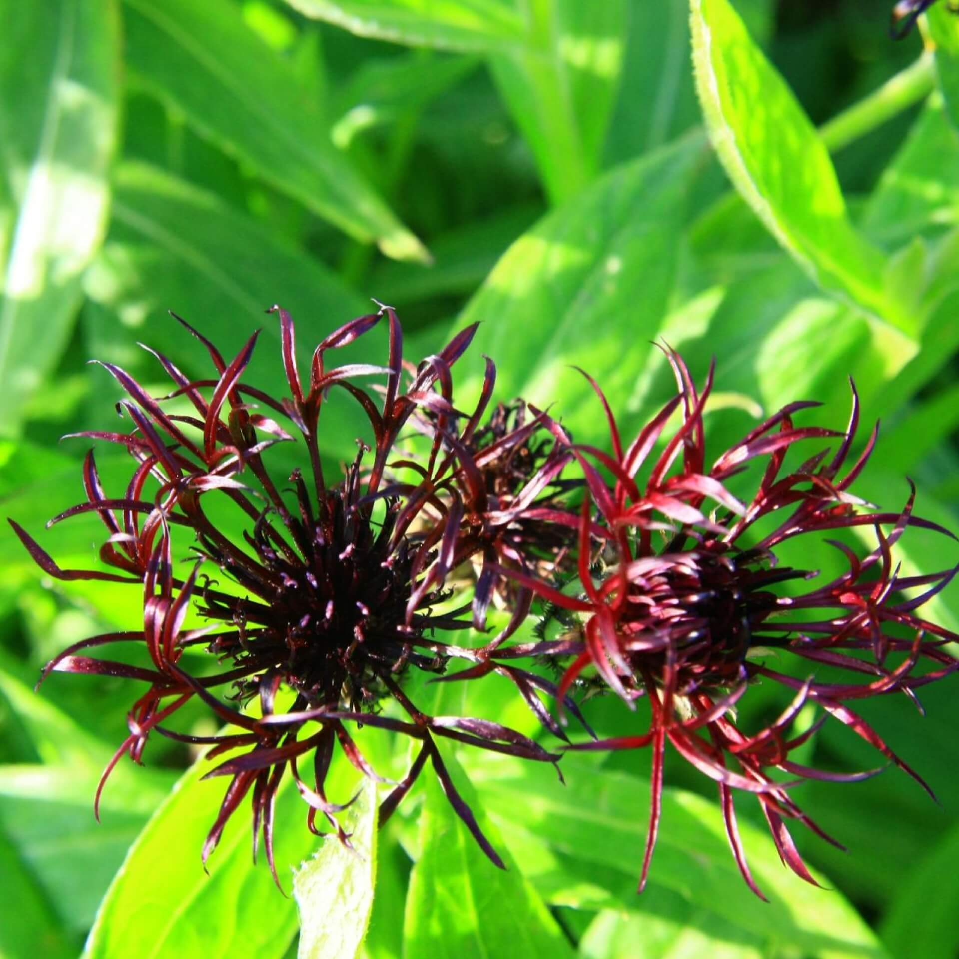 Berg-Flockenblume 'Black Sprite' (Centaurea montana 'Black Sprite')
