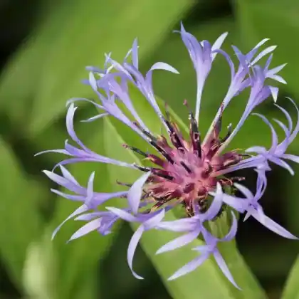 Foto von Berg-Flockenblume 'Grandiflora' (Centaurea montana 'Grandiflora')