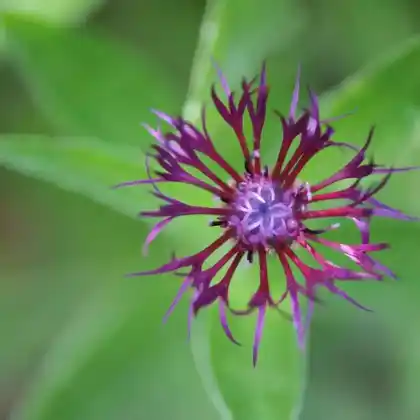 Foto von Berg-Flockenblume 'Jordy' (Centaurea montana 'Jordy')