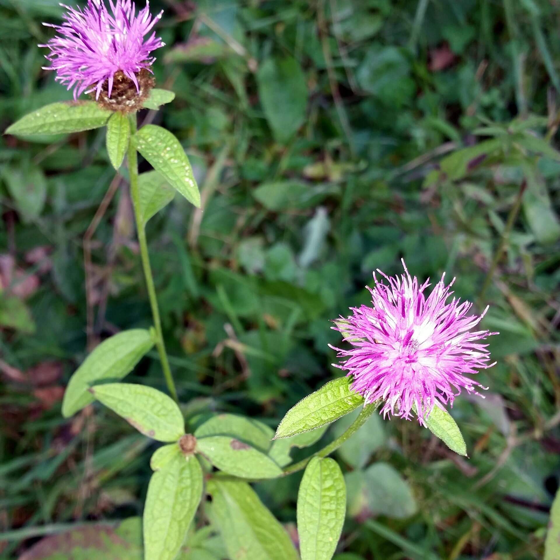 Schwarze Flockenblume (Centaurea nigra)